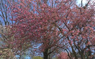 Washington DC durante el cherry blossom