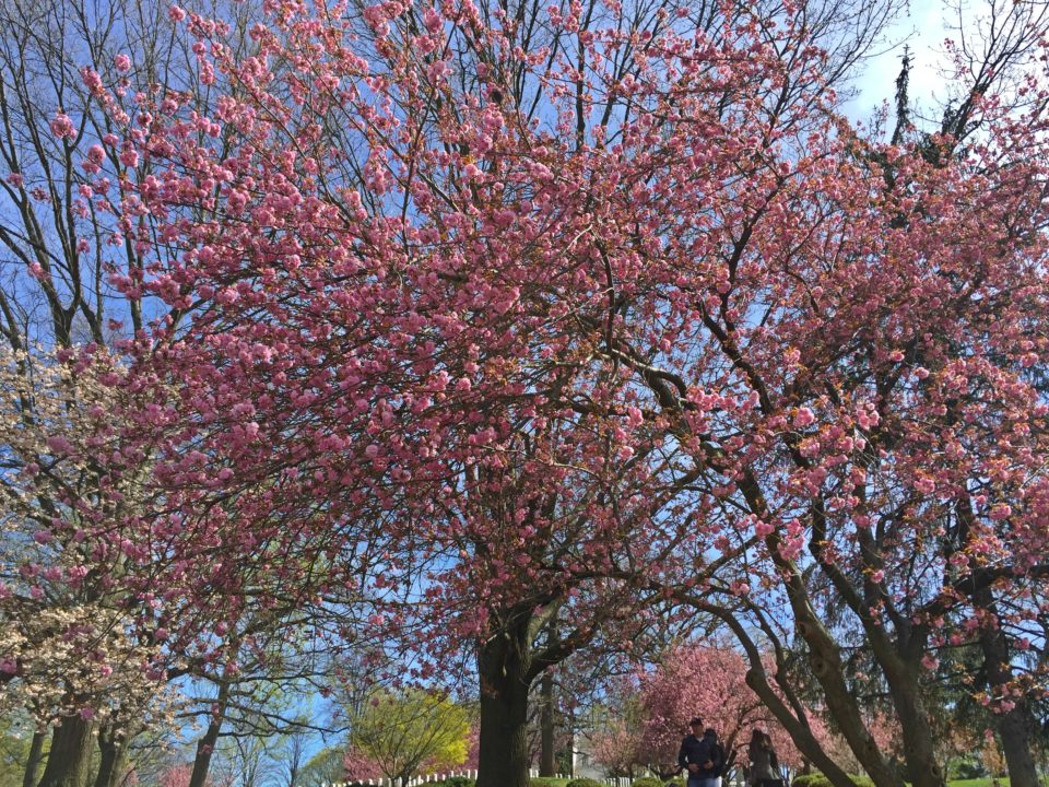 Washington DC durante el cherry blossom